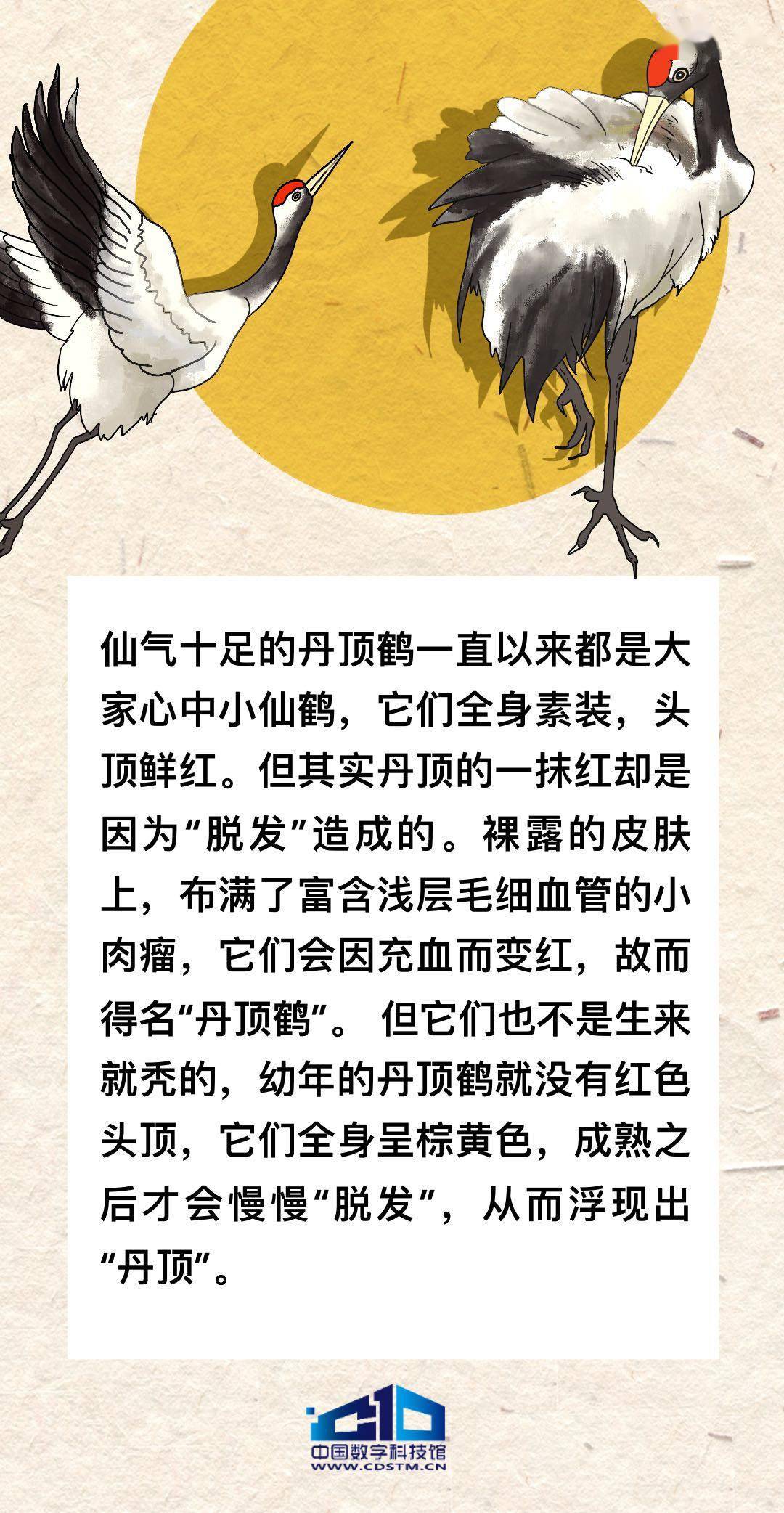 鹤发什么什么成语_成语故事简笔画(5)