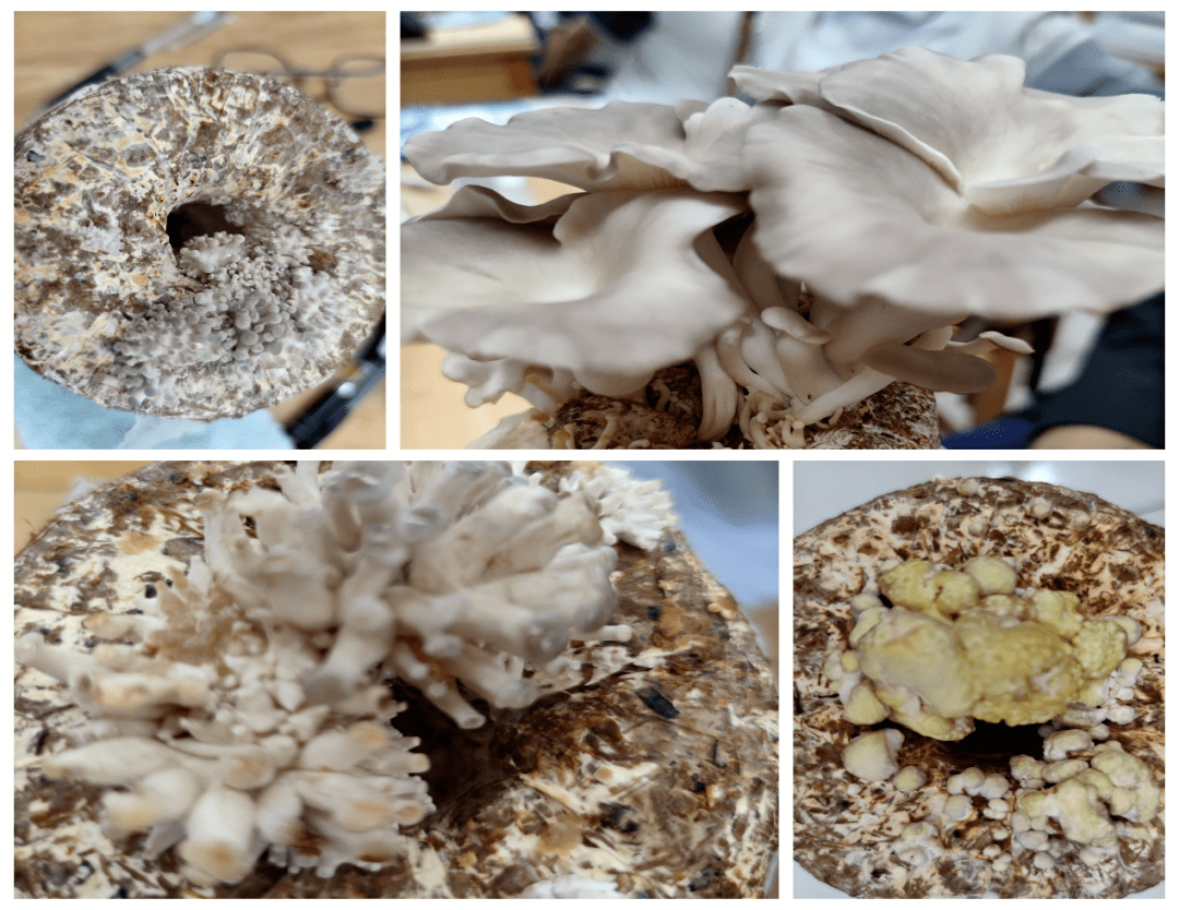 巴氏蘑菇子实体不同发育阶段的转录组分析