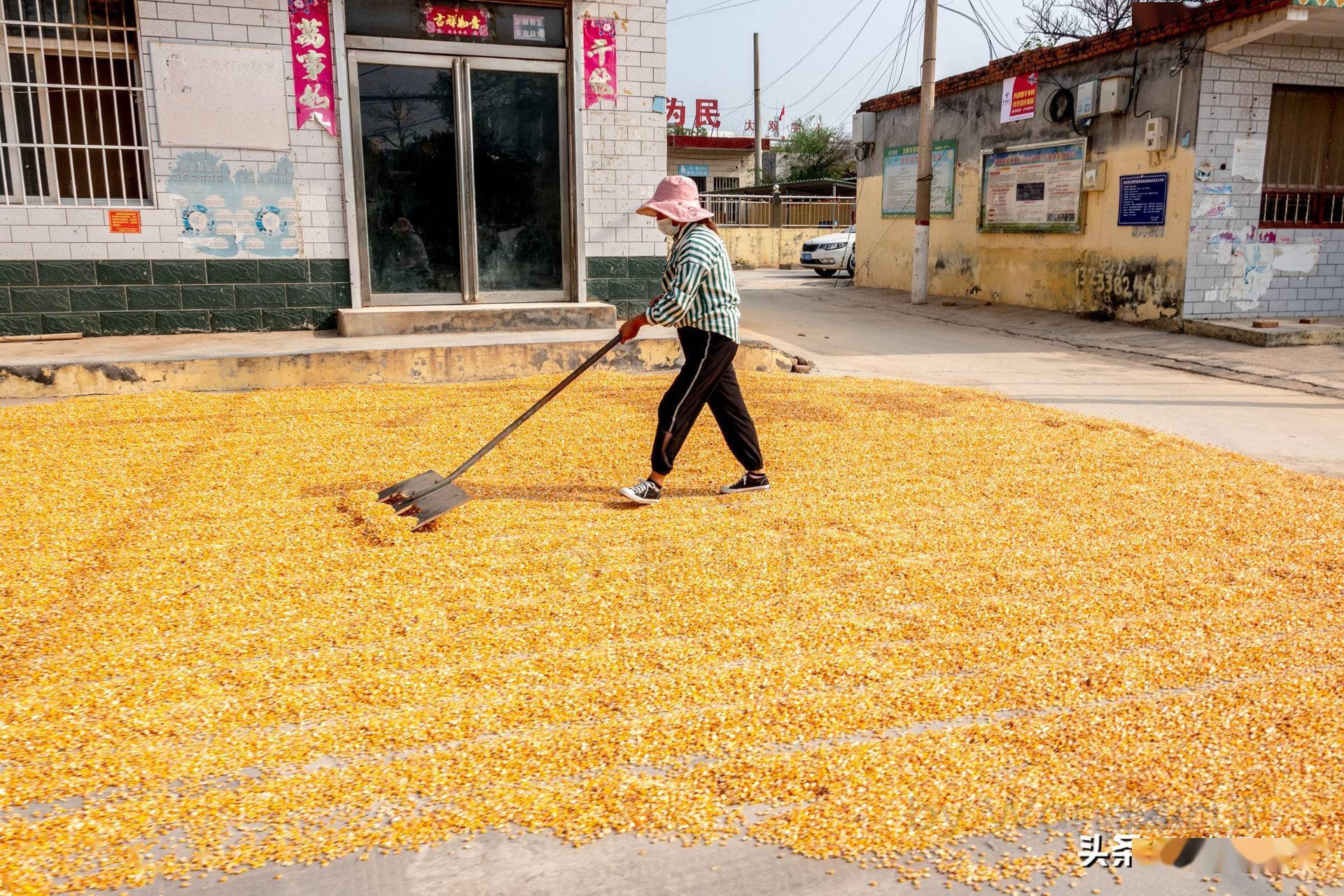 玉米熟了看他们如何晾晒收获的颜色金黄