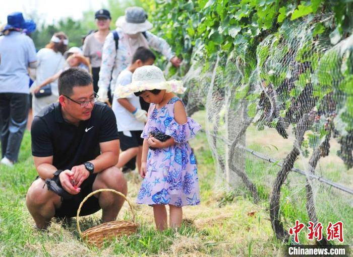 葡萄|中国葡萄海岸酿造紫色产业：蓬莱美酒联结世界