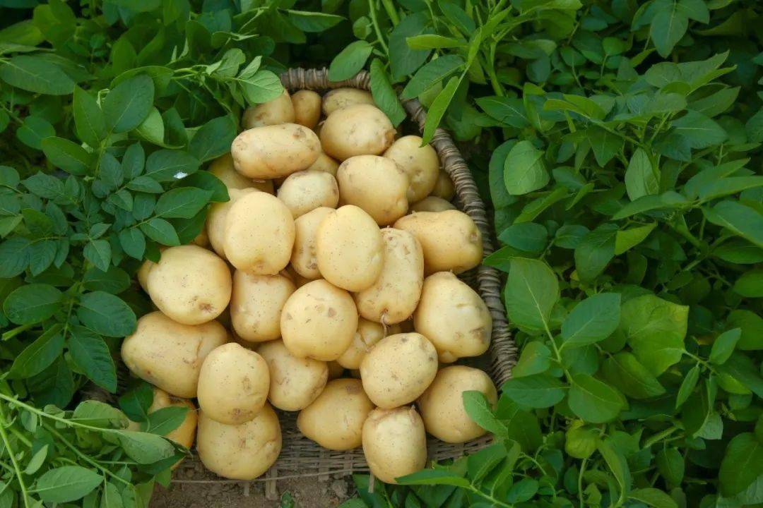 现在可以种土豆广东 68dad634299f4fe3800f195676e2517c.jpeg