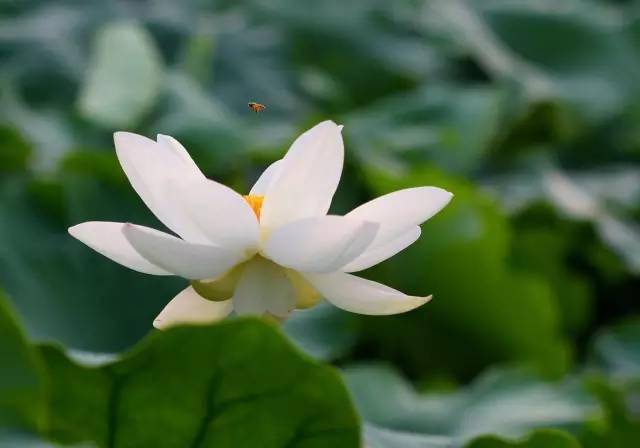 最具有 美容 功能的18种植物 肌肤