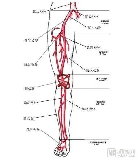 胫前动脉走行图片