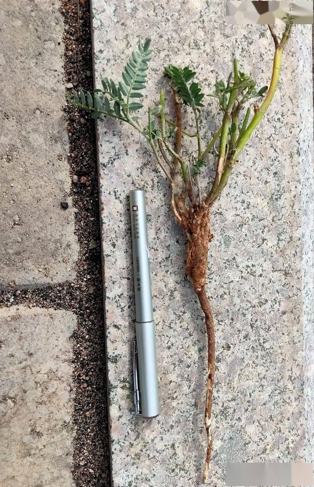 在这次户外研学实践过程中,老师们近距离认识了沙蒿,艾草,沙棘,沙柳