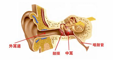 耳甲庭图片