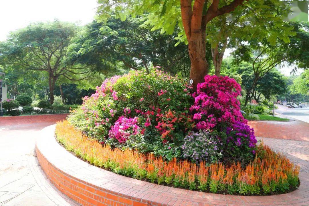 道路街頭節點綠地更換種植鳳尾,赤碧,孔雀草,多頭雞冠等時令花卉7萬株