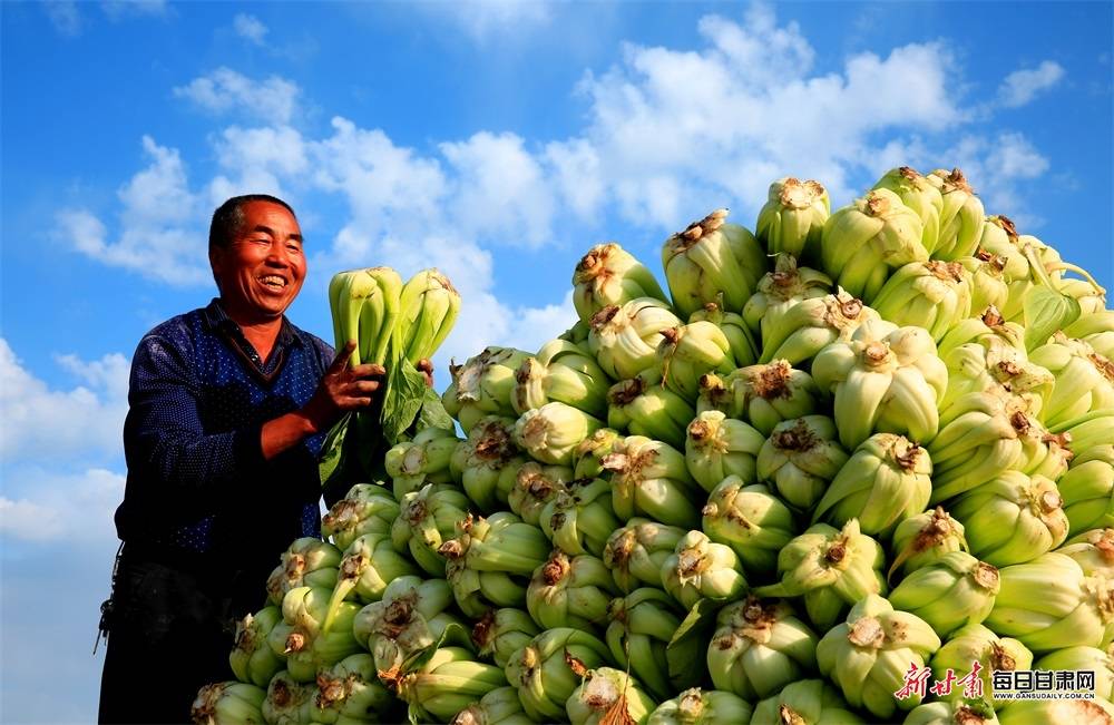 甘州40万亩蔬菜丰收_甘州区