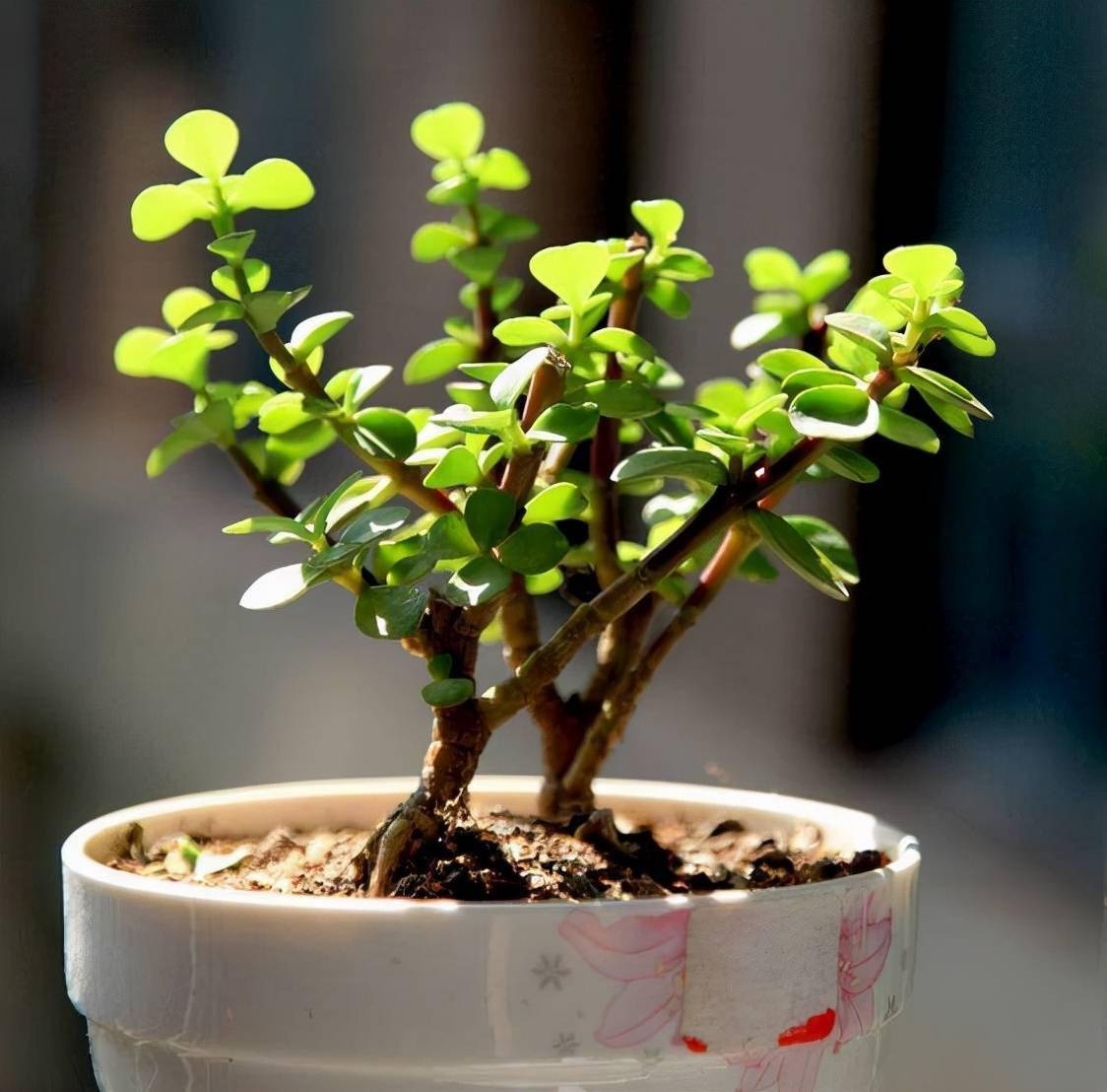 金枝玉叶怎么养怎么扦插这样做扦插就活越长越优美大气茁壮