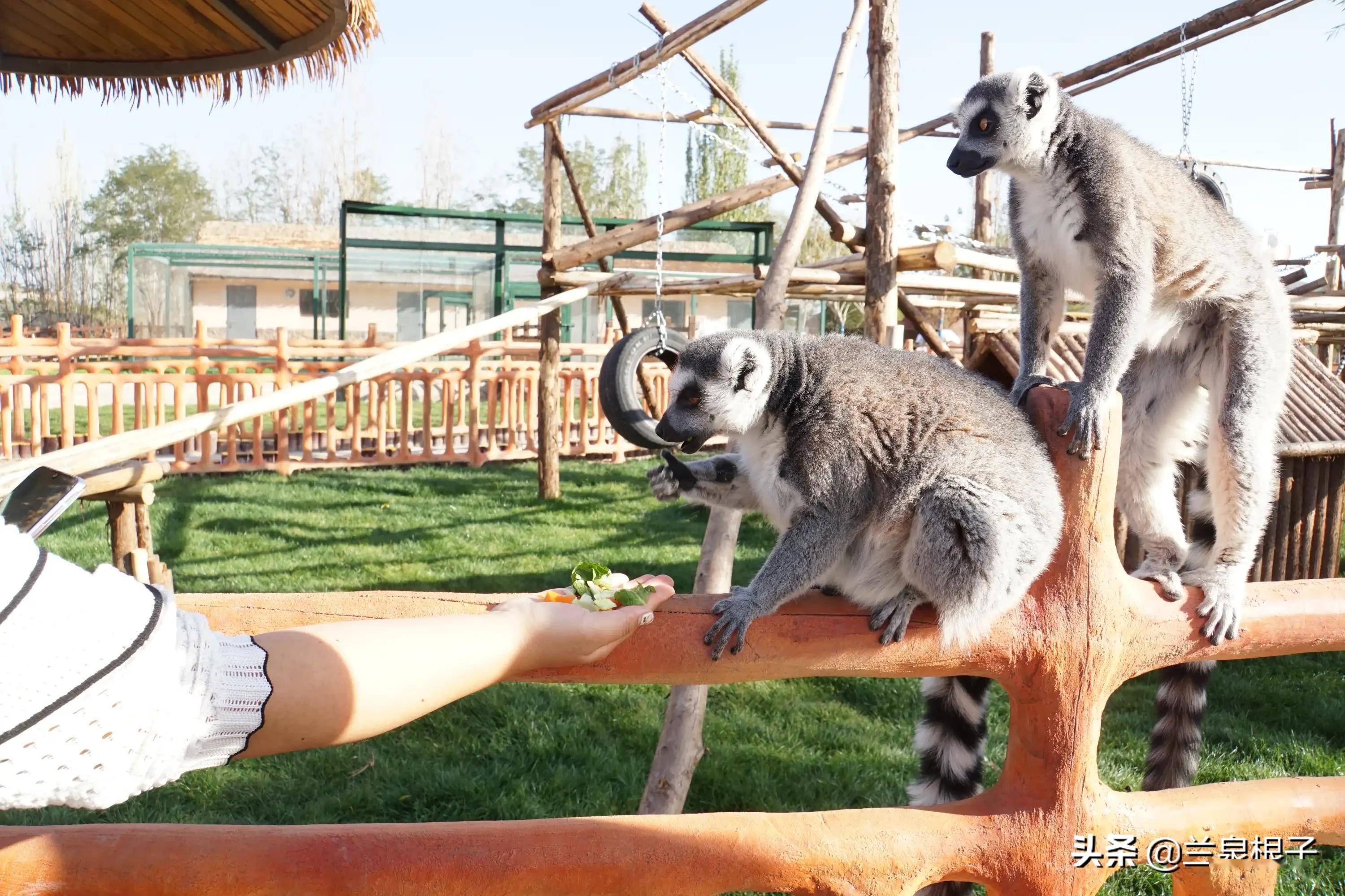 美丽的兰州野生动物园