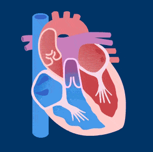 心脏循环动图动态图图片