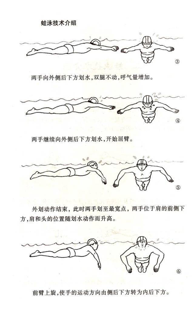 蛙泳的正确动作图片