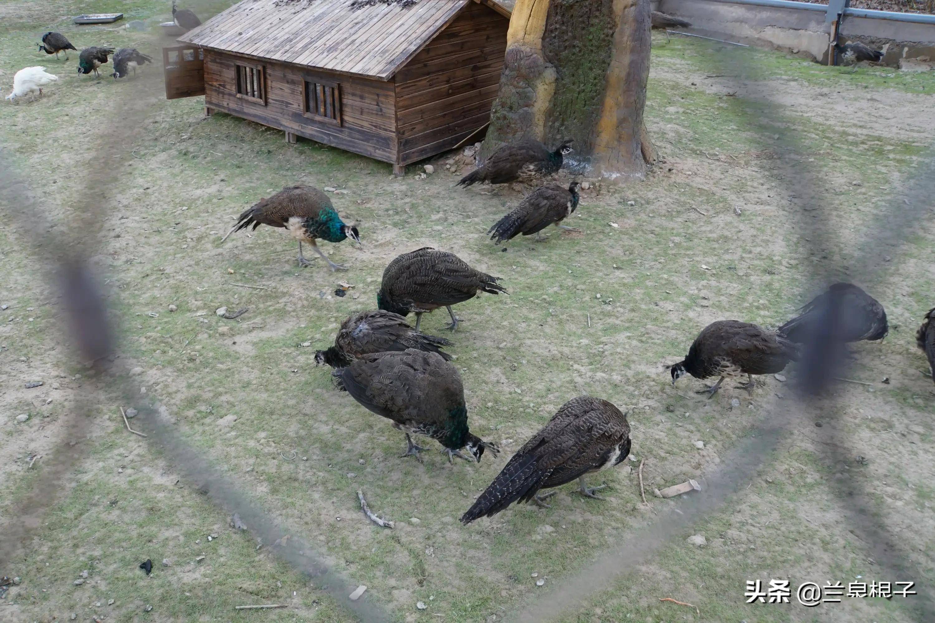 蘭州野生動物園建園初期,在原有綠博園基礎上修整提升,同時又重新種植