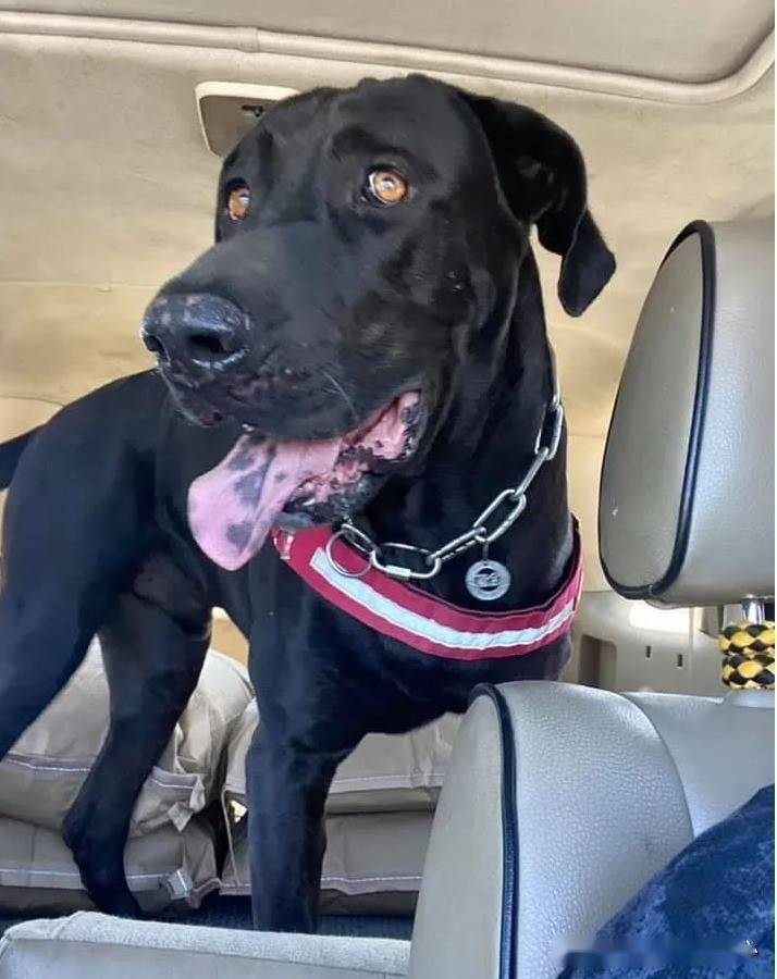 高山犬被说是野狗,网友打抱不平,主人的反应却让人意外.