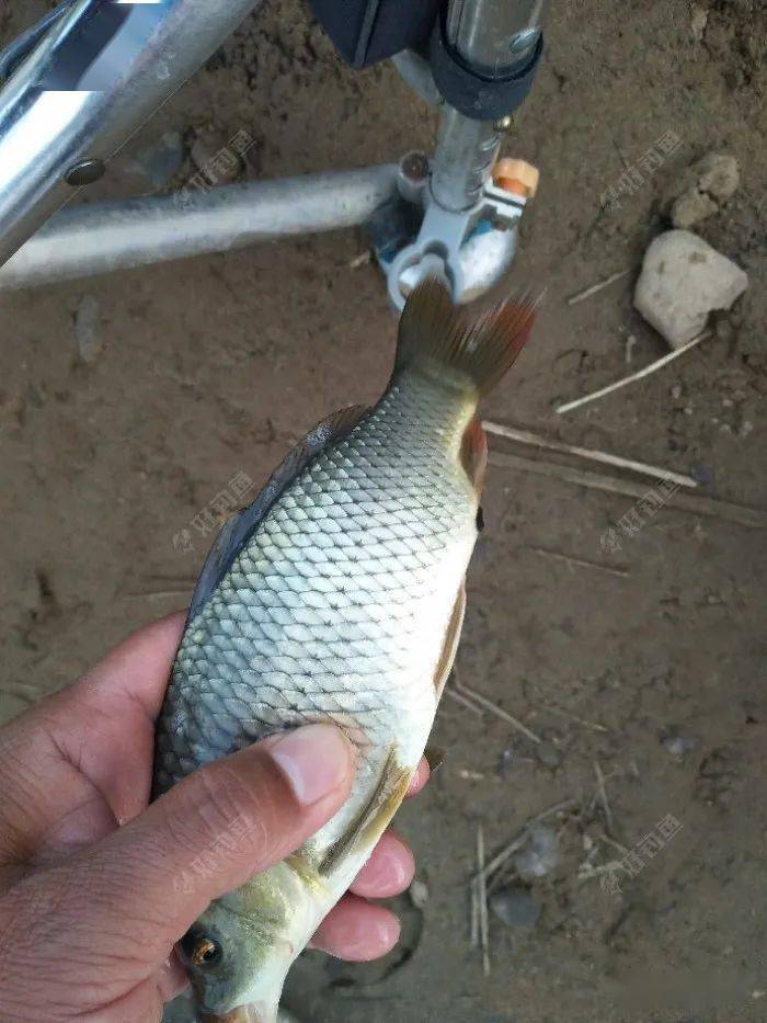 鱼多少度可以不充氧 17f8b210bc7b4f03b0072a4ecb54690a.jpeg