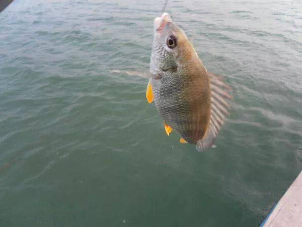 我国黄海中有种鱼名叫"黄鲷鱼"肉质鲜美,特别好钓