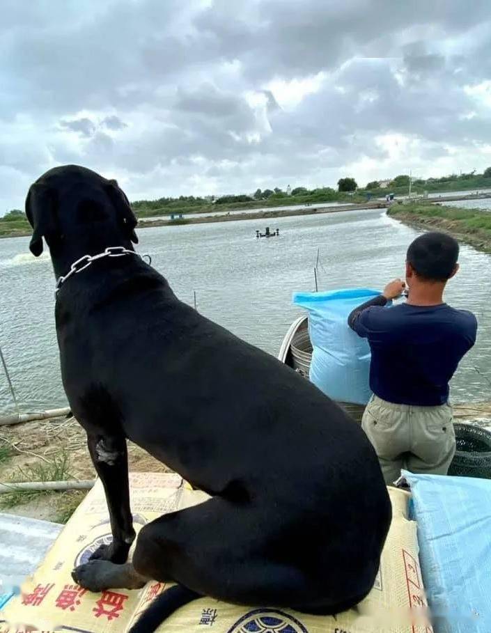 高山犬被说是野狗,网友打抱不平,主人的反应却让人意外.