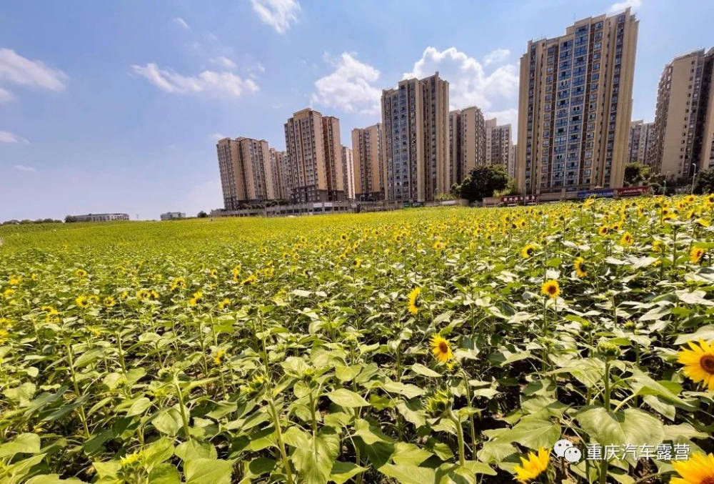 北碚蔡家400亩向日葵花海等你打卡免费哟