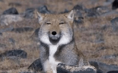 说到当下在年轻人中最火的表情包,不是明星,不是萌宠,而是一只眼睛微