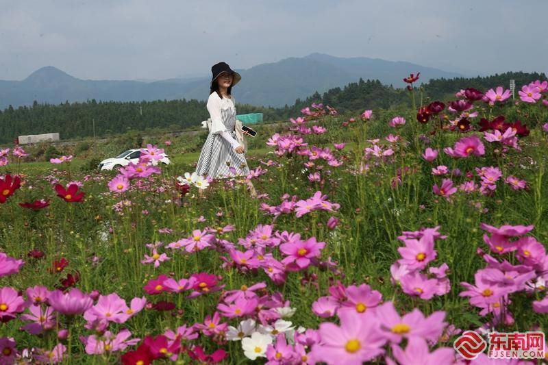 花卉|闽山闽水正金秋 武夷山格桑花开醉游人