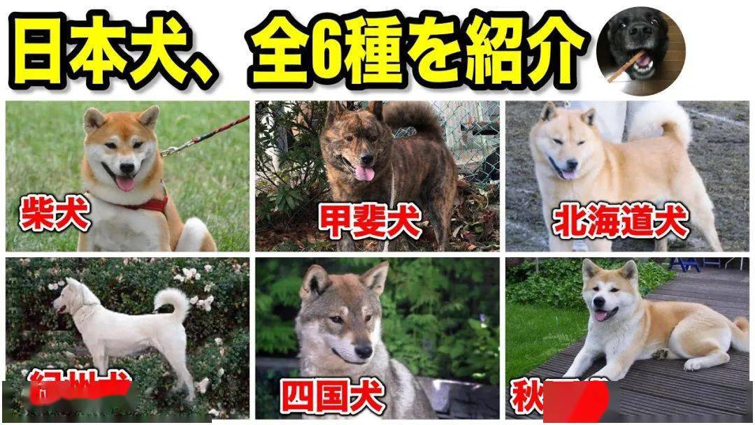 行走的表情包和忠犬八公 竟是一对 孪生兄弟 柴犬