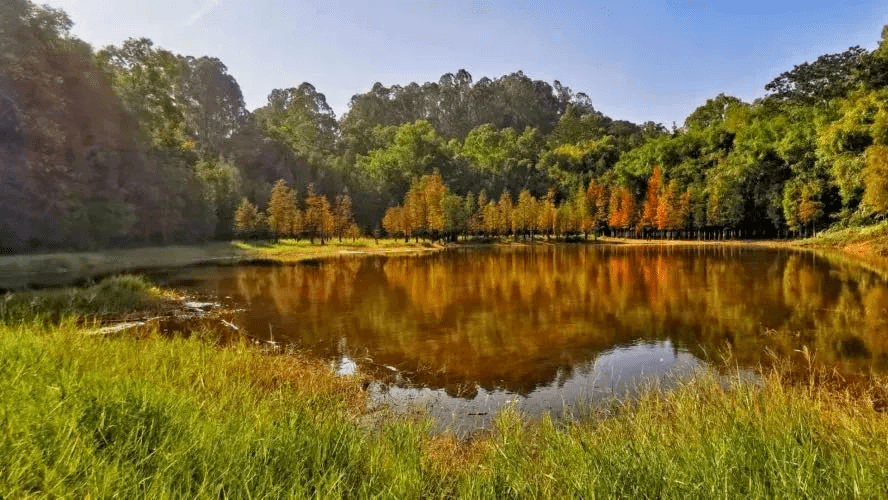 藏在广州的这些仙境森林你见过几个不如国庆来看看吧