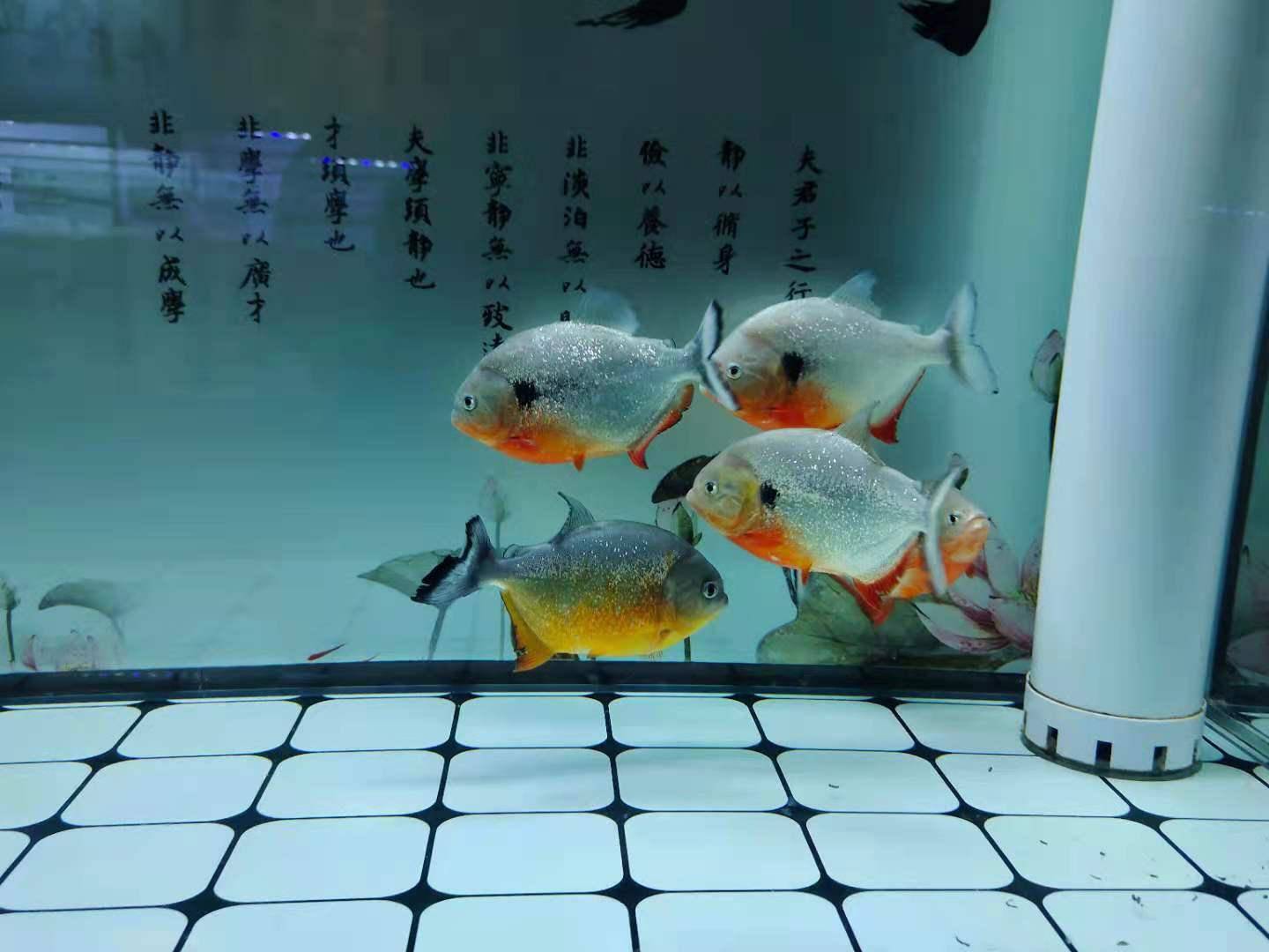 怎么养鱼才不会被发现 adb7cd3ed76543e08f13843c073f77cb.jpeg