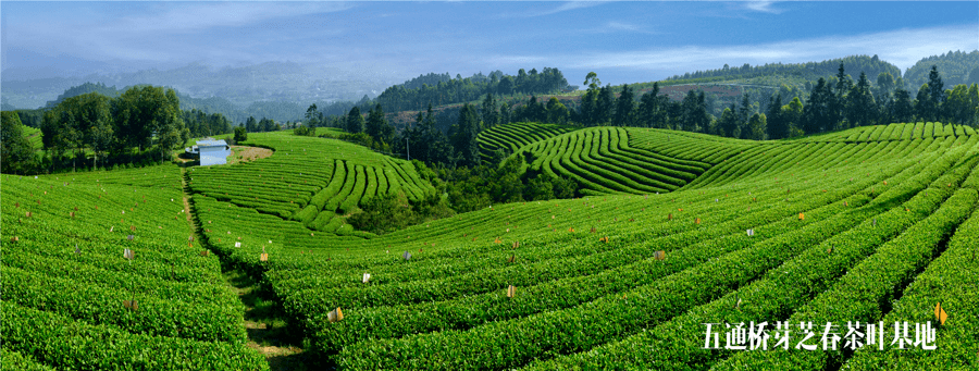 五通桥石麟镇大桥村芽芝春茶叶基地