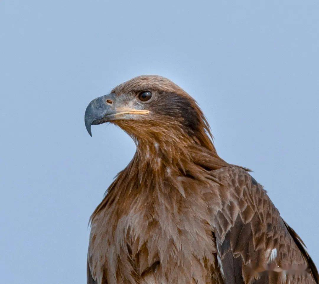 空中王者霸气十足玉带海雕现身巴彦淖尔