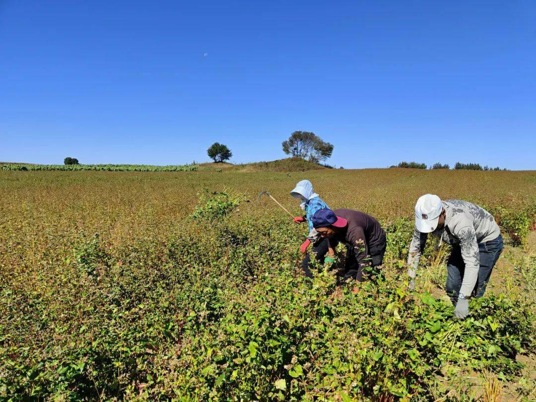 【丰收季】库伦旗:5万亩荞麦陆续开镰收割_种植