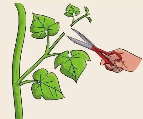 6步在阳台上栽种黄瓜,解开黄瓜生长过程中遇上的栽培难题!