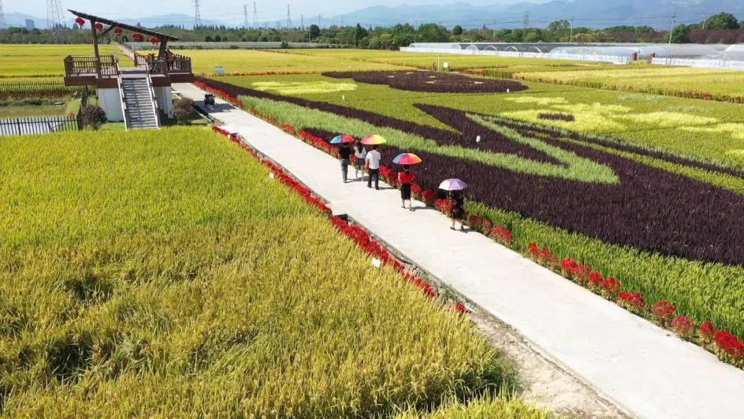 宾阳稻花香里景区图片图片