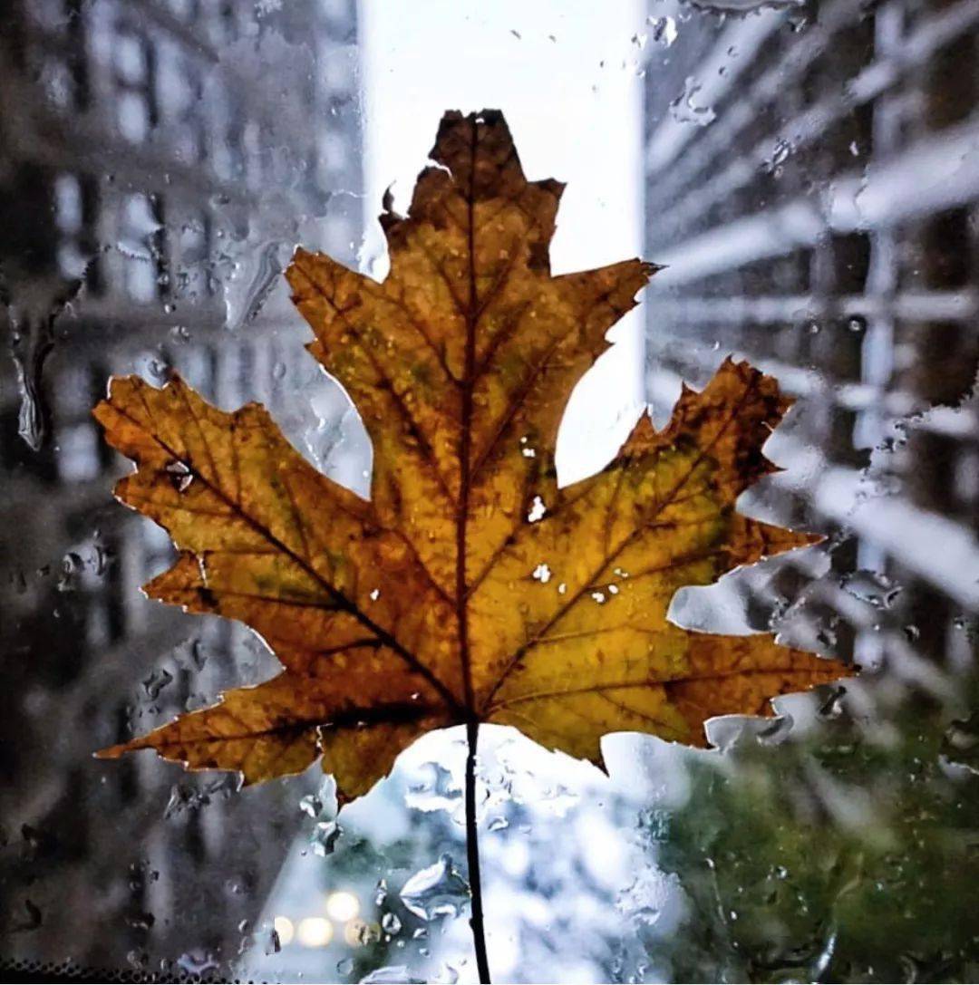 秋天拍照这样选前景,不出大片都难!