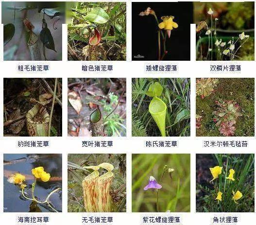 收藏 | 132种食虫植物品种图鉴，新手必看！