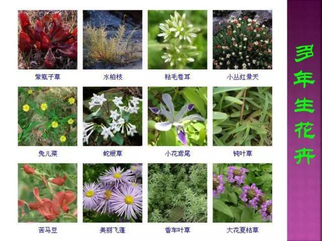 国内常见花卉(中国特有的花卉)