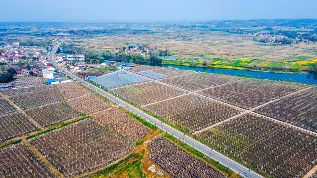 乡约京山——这里!乡村产业红红火火_杨集镇