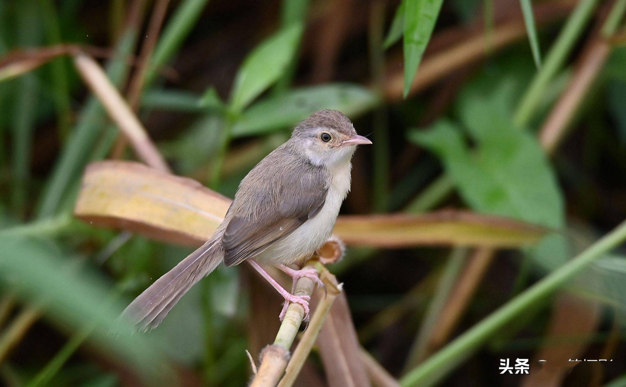纯色山鹪莺,细看这鸟还有两撇胡子