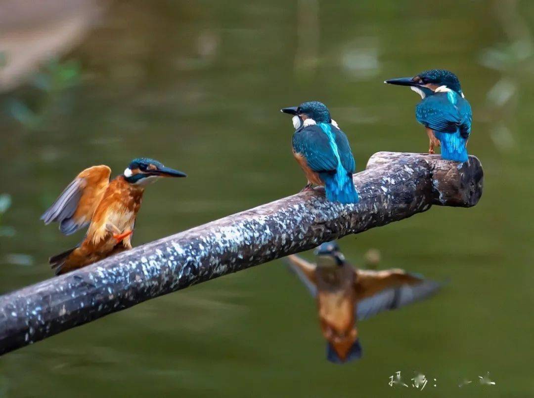 國慶大假慈朗湖溼地公園珍惜野生鳥類受追捧