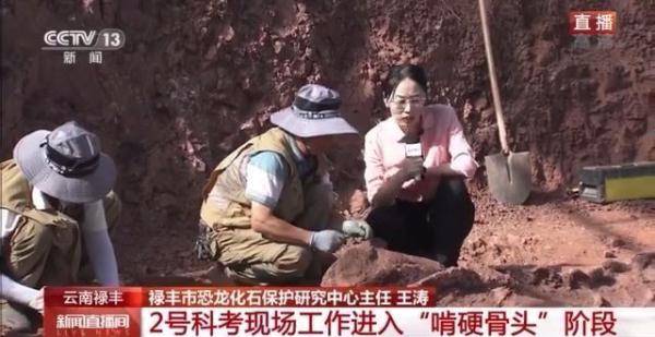 侏罗纪|云南禄丰恐龙科考工作进入“啃硬骨头”阶段 恐龙化石是如何修复的呢？