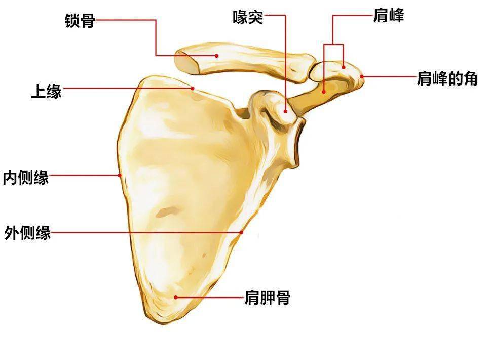 上肢骨 下肢骨高清解剖图谱 临床必备