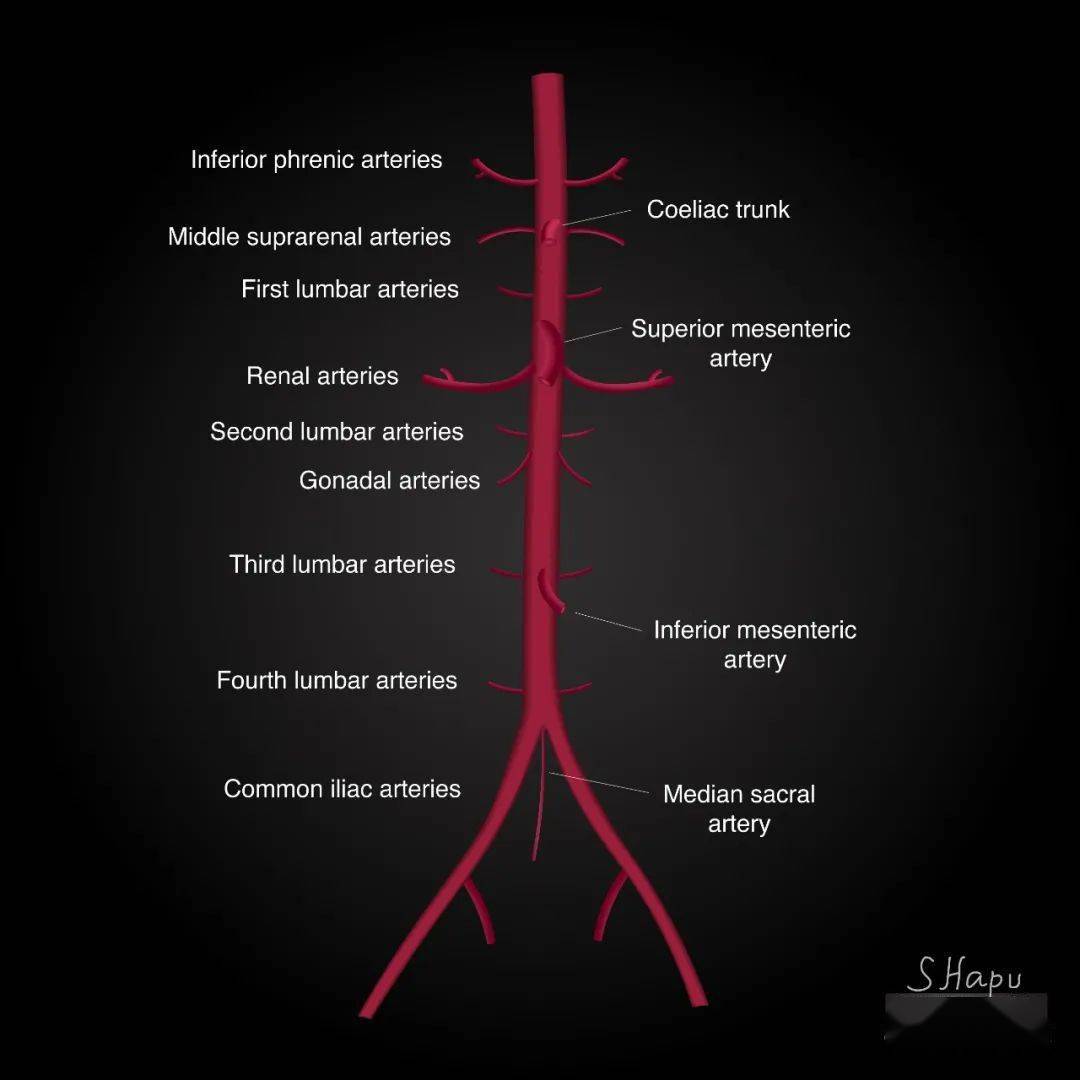 图4-51 股前部的动脉(2)-骨科临床解剖学-医学