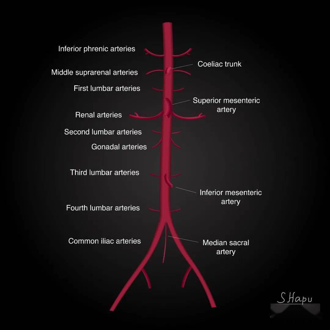 腹主动脉分支示意图图片