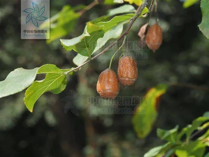 肉果秤锤树(图片来源:中国植物图像库)细果秤锤树(图片来源:中国植物