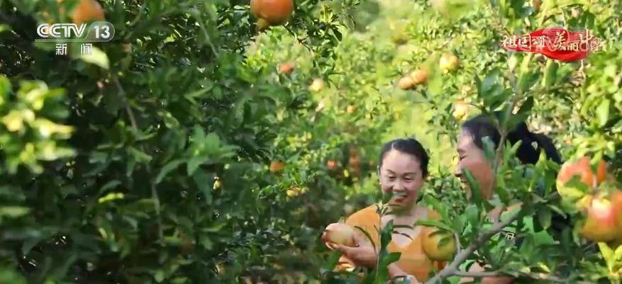 乡村|【祖国颂·美丽中国】安徽淮北：荒山绿石榴红 美丽乡村迎客来