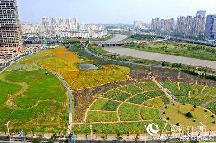 波斯菊|江西南昌秋日鲜花绽放 市民游玩“打卡”