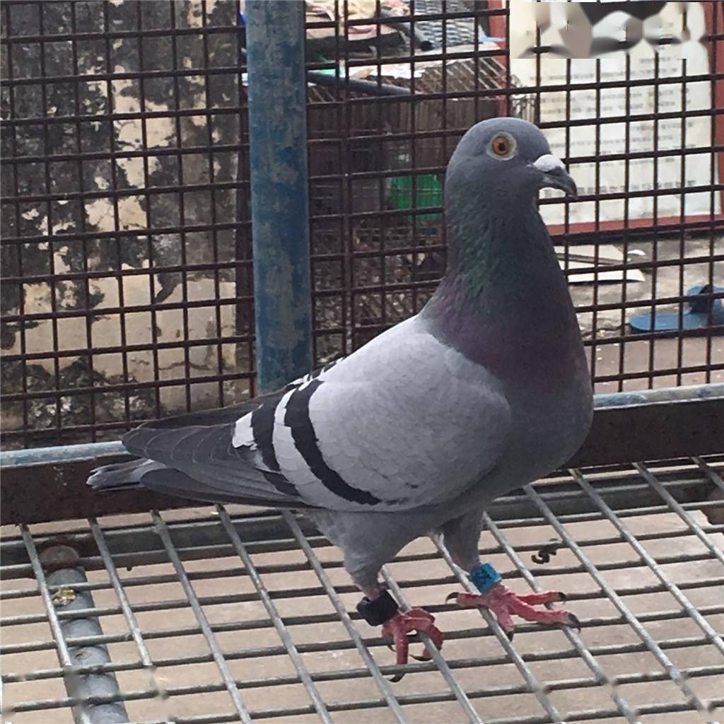 大鼻子的鸽子是好鸽子