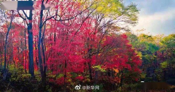 吉林 新华网送你一份吉林舒兰秋景限定壁纸