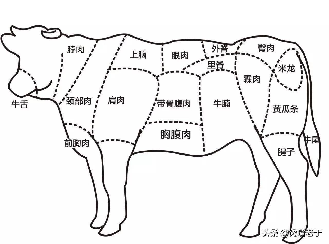 牛肩胛骨位置图片图片