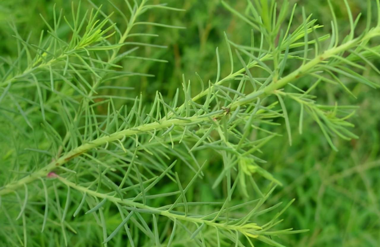 農村的這4種野菜營養價值高口感好你吃過嗎