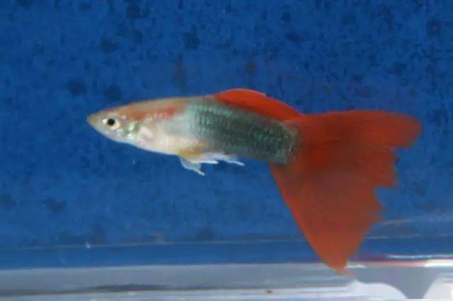 鱼多久生一次宝宝 a3810dcc716e464fbe237137588caf41.jpeg