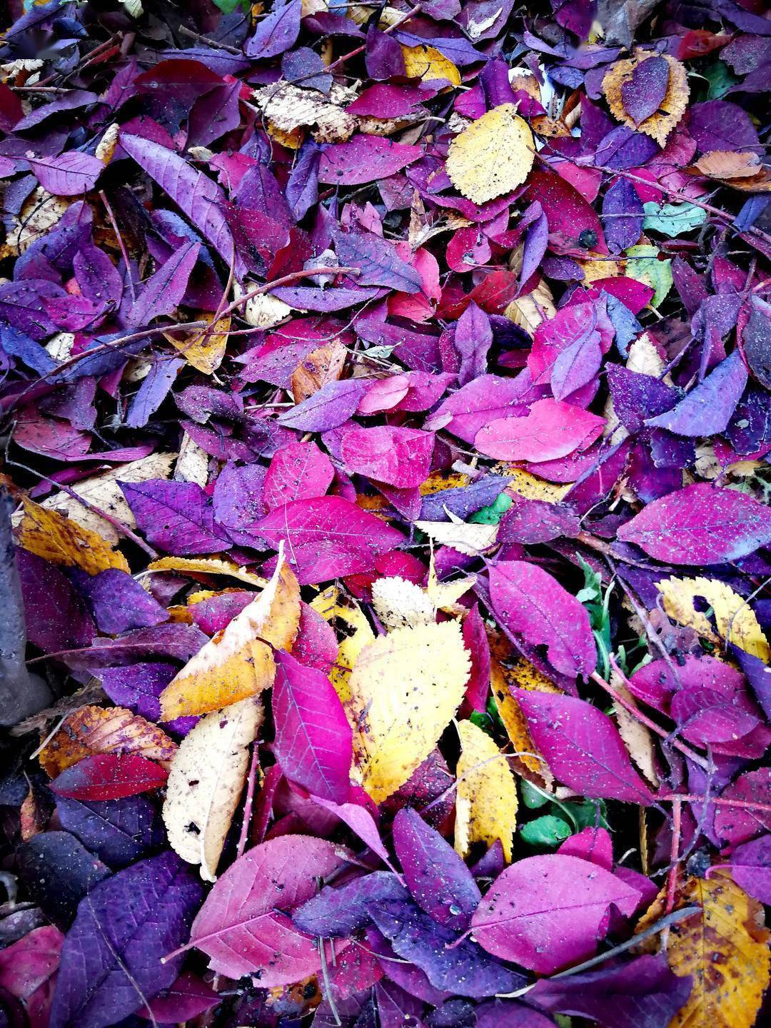 尾声|如诗如画 冰城秋意正浓！